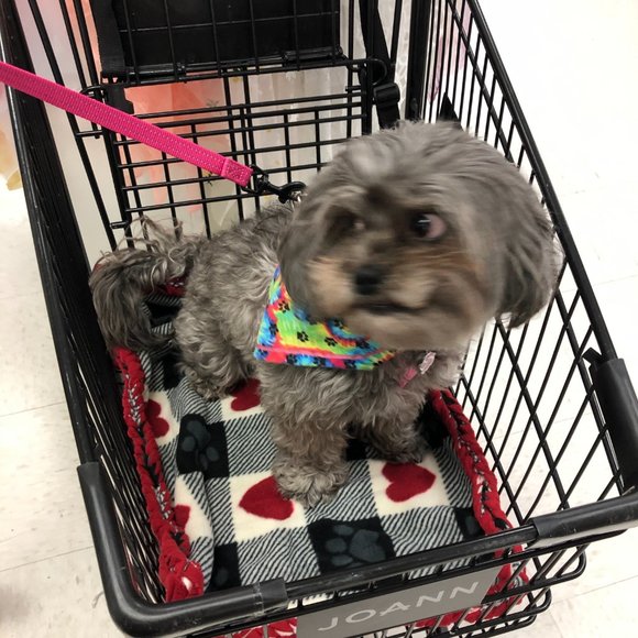 Small Dog or Cat Blanket Throw shopping cart soft handmade braided edges red gry - Picture 2 of 10